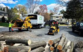 How Our Tree Care Process Works  in  Cooper, TX